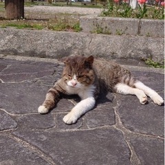 ソックス君