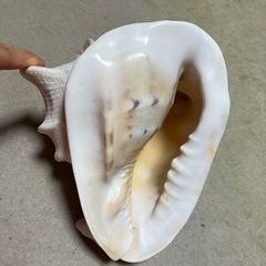トウカムリガイ　唐冠貝　置物　貝殻