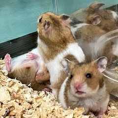 9匹譲度決定🐹ゴールデンハムスター baby 讓渡募集中