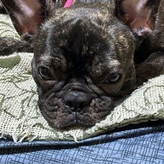 フレンチブルドッグのメス