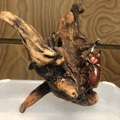 カブトムシ・クワガタムシ差し上げます。