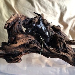 カブトムシ・クワガタムシ差し上げます。の画像