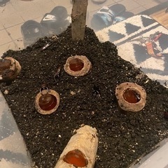 昆虫採集お手伝いします。