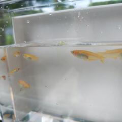 楊貴妃メダカ40匹1000円の画像