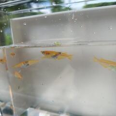 楊貴妃メダカ40匹1000円の画像