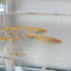 楊貴妃メダカ40匹1000円の画像