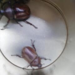 カブトムシ