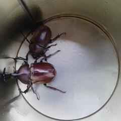 カブトムシの画像