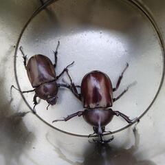 カブトムシの画像