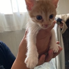 5月末頃に産まれた子猫2匹　