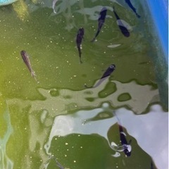めだか　オロチメダカ　15匹
の画像