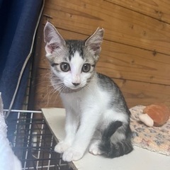 ✴︎奄美群島徳之島より　野良子猫　