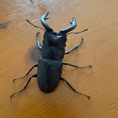 クワガタ　初物