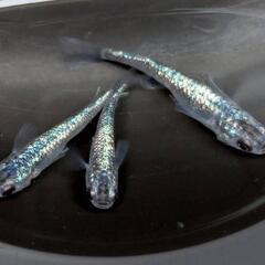 【期間限定】めだか 繁殖セット𓆟強青ラメサファイア𓆟 