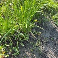 無農薬野菜の画像