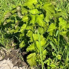 無農薬野菜