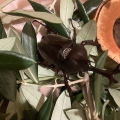 カブトムシ　ローソン山本七丁目近辺　渡しの画像
