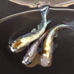【期間限定】めだか 繁殖セット𓆟花魁𓆟