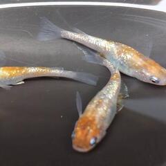 【期間限定】めだか 繁殖セット 𓆟月華𓆟