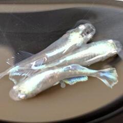 【期間限定】めだか 繁殖セット𓆟禅𓆟 