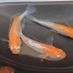 【期間限定】めだか 繁殖セット𓆟紅白ヒカリ体型𓆟 