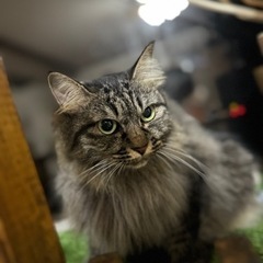 フワフワデヴィちゃん