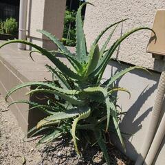 キダチアロエ