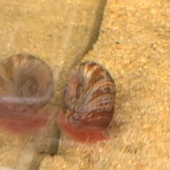 レッドラムズボーン　昨年秋～冬生まれ　1センチ程度　５匹　３００円の画像