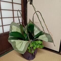 胡蝶蘭花終わり大中小8鉢あります