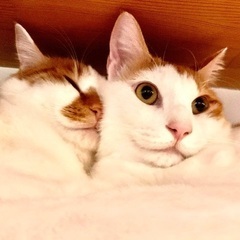 仲良し兄弟です🐈🐈