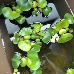 [取引中]ホテイアオイあげます③