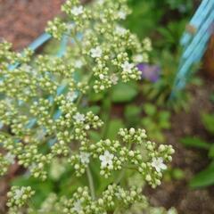 オトコエシ  花☆苗☆ガーデニング☆宿根草 の画像