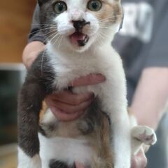 推定2ヶ月の三毛猫ちゃんです