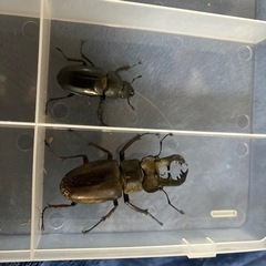 完売致しました。ありがとうございました。ミヤマクワガタ、ノコギリ...