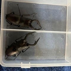 完売致しました。ありがとうございました。ミヤマクワガタ、ノコギリクワガタ全部で5匹セットの画像