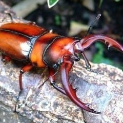 トカラノコギリクワガタのメス探しています