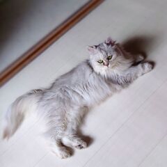 【募集停止】ペルシャの舟さん我が道を行く