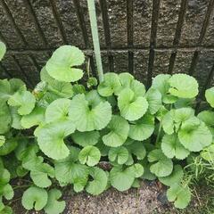 ゴッコラ　Gotu kola (Indian pennywort）