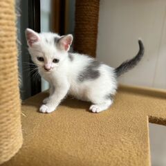 かわいい子猫の里親募集です
