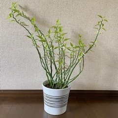 ダイギンリュウ　観葉植物 ペディランサス 大銀龍 ジグザグプランツ 