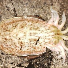 筏、陸っぱり釣り仲間募集 − 佐賀県