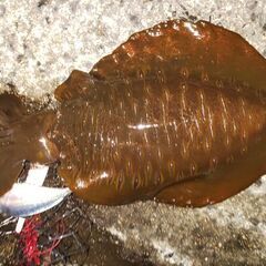 筏、陸っぱり釣り仲間募集 - 唐津市