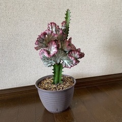 ユーホルビア・ラクテア　観葉植物