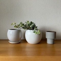 インゾーネ購入　観葉植物の鉢セットガーデニング、ナチュラルインテリアの画像