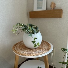 インゾーネ購入　観葉植物の鉢セットガーデニング、ナチュラルインテリアの画像