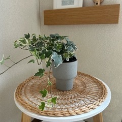 インゾーネ購入　観葉植物の鉢セットガーデニング、ナチュラルインテリアの画像