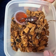 カブト　クワガタの画像