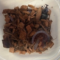 カブト　クワガタ