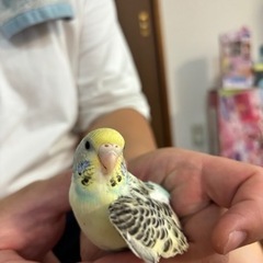 セキセイインコ　里親募集