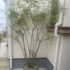 【✨搬送無料✨】シマトリネコの画像